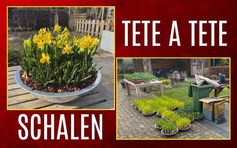 Tete a Tete schalen, ze zijn er weer